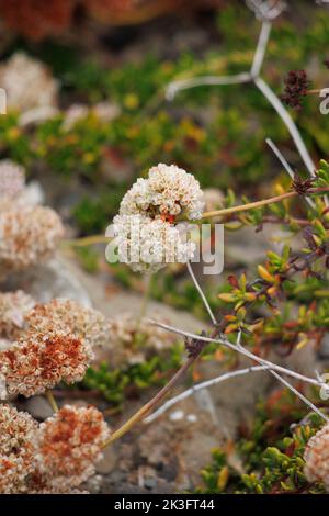 Weiß blühende Cymose-Kopfblüten der Sorte Eriogonum Fasciculatum Fasciculatum, Polygonaceae, beheimatet an der Ventura County Coast, Sommer. Stockfoto