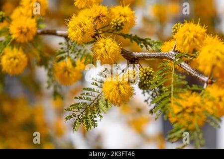 Gelbe Blüten eines akazienkörbs Stockfoto