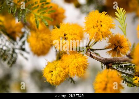 Gelbe Blüten eines akazienkörbs Stockfoto
