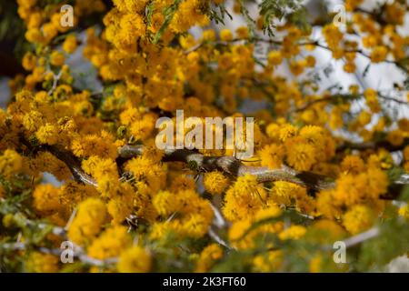 Gelbe Blüten eines akazienkörbs Stockfoto