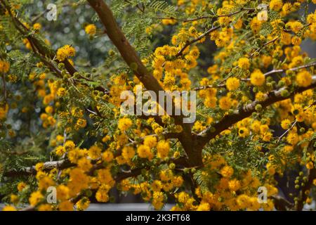 Gelbe Blüten eines akazienkörbs Stockfoto