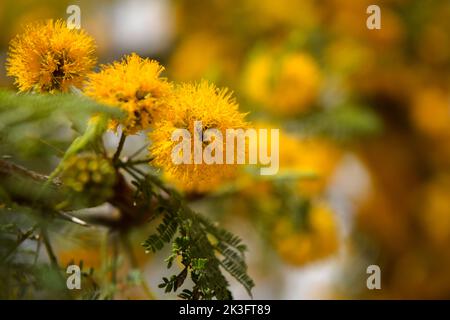 Gelbe Blüten eines akazienkörbs Stockfoto