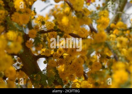 Gelbe Blüten eines akazienkörbs Stockfoto