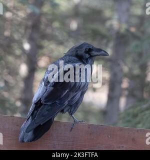 Ein gewöhnlicher Rabe in Alaska Stockfoto