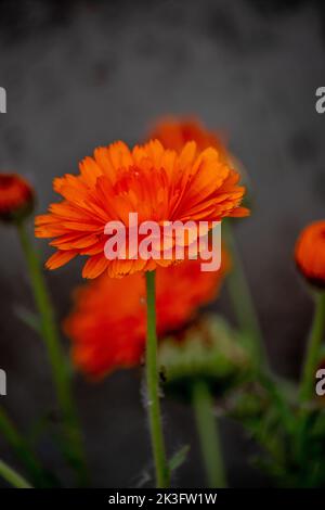 Orangenblüten einer Calendula officinalis Stockfoto