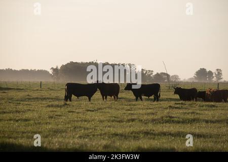 Kühe auf dem Bauernhof in Buenos Aires Stockfoto