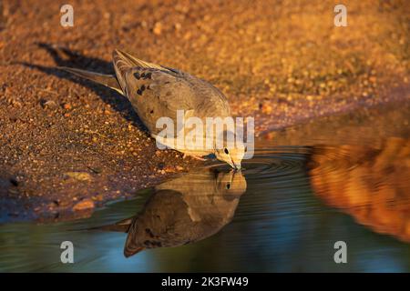 Eine trauernde Taubenspiegelung in einem Teich Stockfoto