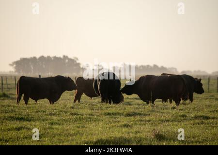 Kühe auf dem Bauernhof in Buenos Aires Stockfoto