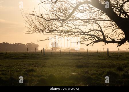 Landschaft eines Feldes in Argentinien Stockfoto