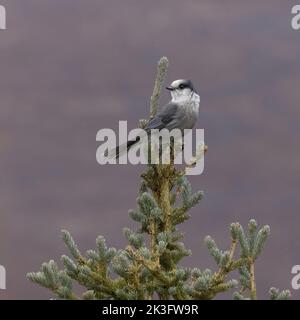 Grey Jay oder Canada jay in Alaska Stockfoto