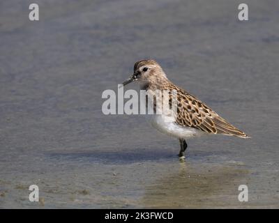 Ein wenig Sandpiper in Alaska Stockfoto