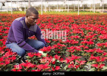 Positive afroamerikanische männliche Floristin, die mit Poinsettia-Pflanzen im Treibhaus arbeitet Stockfoto