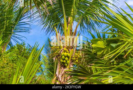 Tropische, natürliche mexikanische Palme mit Kokosnüssen und blauem Himmel im Hintergrund in Playa del Carmen Quintana Roo Mexiko. Stockfoto