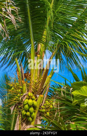 Tropische, natürliche mexikanische Palme mit Kokosnüssen und blauem Himmel im Hintergrund in Playa del Carmen Quintana Roo Mexiko. Stockfoto