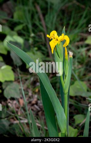 Gelbe große Blüten einer Canna Indica Stockfoto