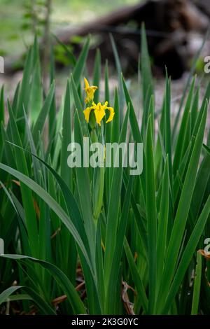 Gelbe große Blüten einer Canna Indica Stockfoto