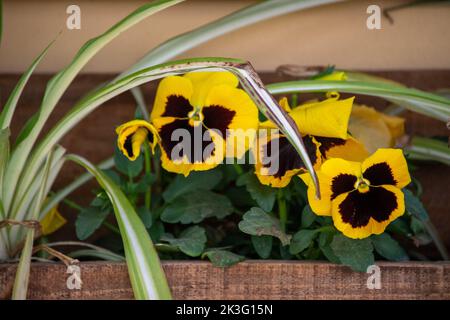 Blüten von Viola x wittrockiana Stockfoto