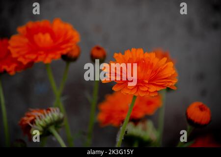 Orangenblüten einer Calendula officinalis Stockfoto