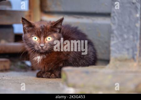 Kleine schwarze streunende Kätzin, die auf einer Straße in Paris, Frankreich, sitzt Stockfoto