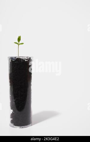 Baumkeimling, der durch den Boden in einer Kunststoffröhrenflasche austritt. Stockfoto