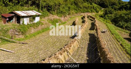 Rustikaler Schuppen und frisch geernteter Reis bei Sonnenschein auf traditionellem Bauernhof Stockfoto