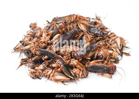Cricket-Insekt isoliert auf weißem Hintergrund, Cricket-Insekt im Zusammenhang mit den Heuschrecken für Lebensmittel in Asien Stockfoto