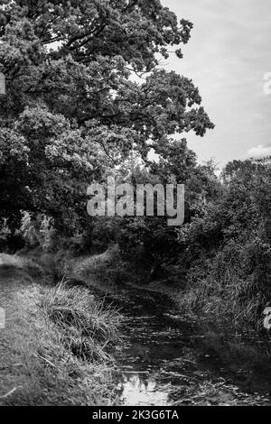 Ein reparierter, zurückgewonnener Abschnitt der Wilts. Und Berks. Kanal in der Nähe von Pewsham in Chippenham, Wiltshire. Repariert durch den Wilts and Berks Canal Trust. Stockfoto