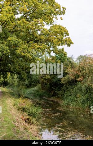 Ein reparierter, zurückgewonnener Abschnitt der Wilts. Und Berks. Kanal in der Nähe von Pewsham in Chippenham, Wiltshire. Repariert durch den Wilts and Berks Canal Trust. Stockfoto