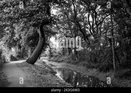 Ein reparierter, zurückgewonnener Abschnitt der Wilts. Und Berks. Kanal in der Nähe von Pewsham in Chippenham, Wiltshire. Repariert durch den Wilts and Berks Canal Trust. Stockfoto