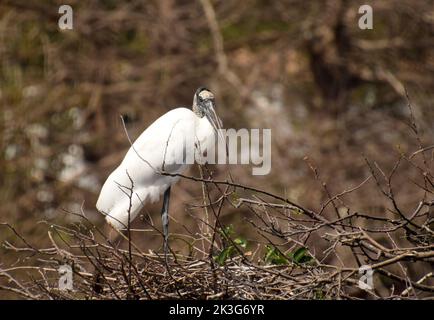 Waldstorch allgemein in den Florida Everglades Nisting gesehen Stockfoto