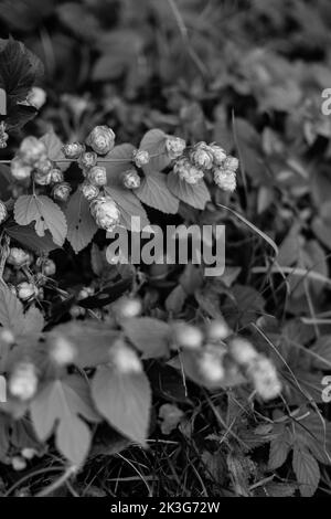 Hopfenrebe / Hopfenbeine / Hopfenblüten, die wild zwischen Heckenpflanzen und Sträuchern in einer Hecke in der britischen Landschaft wachsen Stockfoto