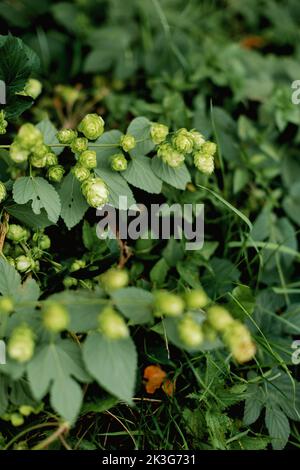 Hopfenrebe / Hopfenbeine / Hopfenblüten, die wild zwischen Heckenpflanzen und Sträuchern in einer Hecke in der britischen Landschaft wachsen Stockfoto