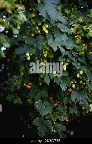 Hopfenrebe / Hopfenbeine / Hopfenblüten, die wild zwischen Heckenpflanzen und Sträuchern in einer Hecke in der britischen Landschaft wachsen Stockfoto