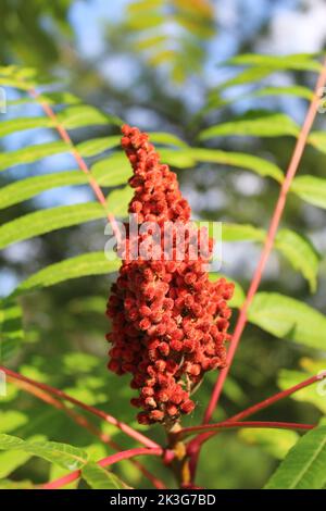 Glatte Sumac-Früchte in strahlender Sonne im Blackwell Forest Preserve in Warrenville, Illinois Stockfoto