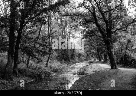 Abschnitt des wiedergewonnenen / reparierten alten Kanals zwischen Pewsham und Lacock, Wiltshire. Von Wilts aus dem nicht mehr verwendeten Zustand wiederhergestellt. Und Berks. Canal Trust Stockfoto