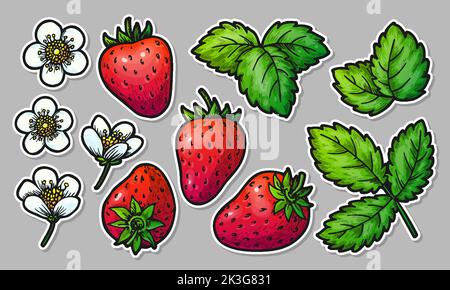 Handgezeichnetes Erdbeer-Sticker-Set mit Elementen. Realistische ganze rote Beeren Blätter und Blumen. Gesunde, frische, süße Speisen. Cartoon Handwerk Bauern Markt Patches für Kartendruck, Abzeichen Pins, Scrapbooking Tag Stock Vektor