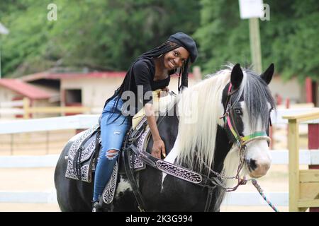 Der Gypsy Cob, auch bekannt als der traditionelle Gypsy Cob, Irish Cob, Gypsy Horse oder Tinker Horse, ist eine Art oder Rasse von Hauspferd. Stockfoto