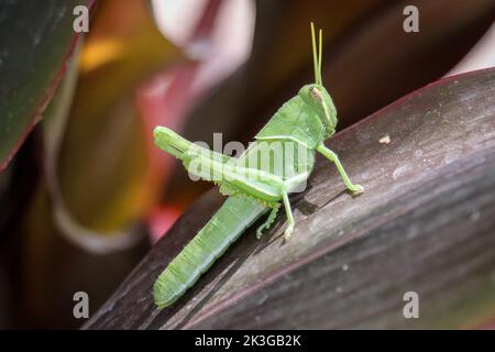 Junge Wüstenheuschrecke oder Schistocerca gregaria, die auf einem Blatt in einem Garten in Gilbert, Arizona, steht. Stockfoto