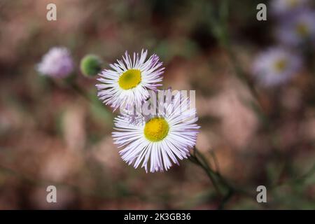 Nahaufnahme einiger sich ausbreitender Fleaban- oder Erigeron-Divergens-Blüten in Payson, Arizona. Stockfoto