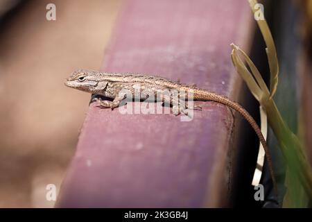 Die kleine südwestliche Zauneidechse oder Sceloporus cowlesi ruht auf einem erhöhten Garten in Payson, Arizona. Stockfoto