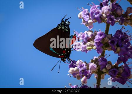 Große violette Haarsträhne oder Atlides Halesus, die sich in Payson, Arizona, mit vitex-Blüten füttern. Stockfoto