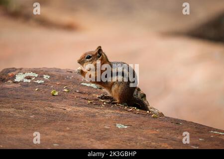 Goldmelierte Bodenhörnchen oder Spermophilus lateralis füttern einen Samen am Woods Canyon Lake in der Nähe von Payson, Arizona. Stockfoto