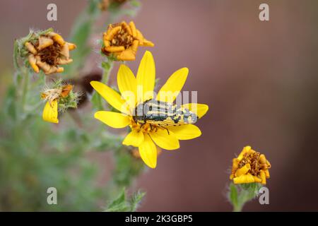 Acmaeodera amplicollis ist eine Art metallischer Holzkäfer, der sich auf einer Asterblume ernährt. Stockfoto