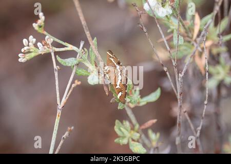 Rübenwebwurmmotte oder Spoladea recurvalis, die auf einem Zweig im Rumsey Park in Payson, Arizona, ruht. Stockfoto
