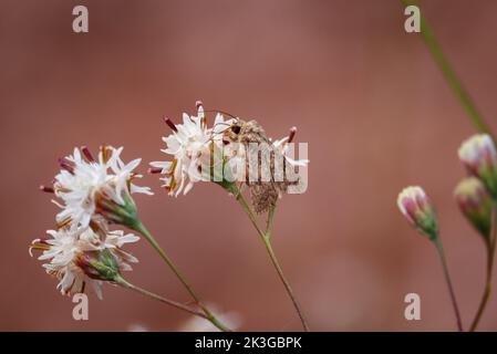 Kleine graue Motten füttern wrights flinken Kopf im Rumsey Park in Payson, Arizona. Stockfoto