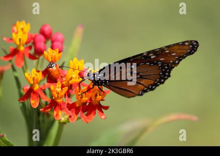 Weibliche Schmetterlinge oder Danaus gilippus, die in einem Garten in Gilbert, Arizona, Milchküssen fressen. Stockfoto