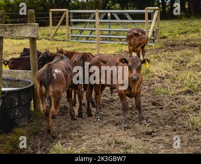 Kuhkalfen auf dem lokalen Bauernhof. Eine Gruppe von Kuhkalfen, die vor einer Scheune auf einem Bauernhof stehen. Niemand, selektiver Fokus, Straßenfoto Stockfoto