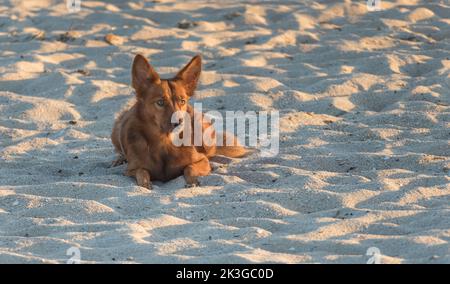 podenco-Hund mit langen rötlichen Haaren, der im Sonnenuntergang auf dem Sand des Strandes liegt Stockfoto
