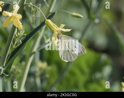 Kohlschmetterling, der sich auf einer Grünblume mit Regentropfen ernährt Stockfoto