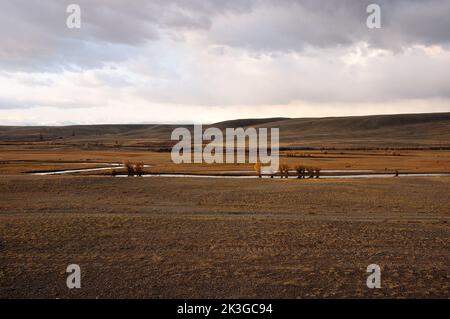 Mehrere kleine Lärchen wachsen am Ufer eines gewundenen Flusses, der durch die verlassene Herbststeppe fließt. Kurai-Steppe, Altai, Sibirien, Russland. Stockfoto